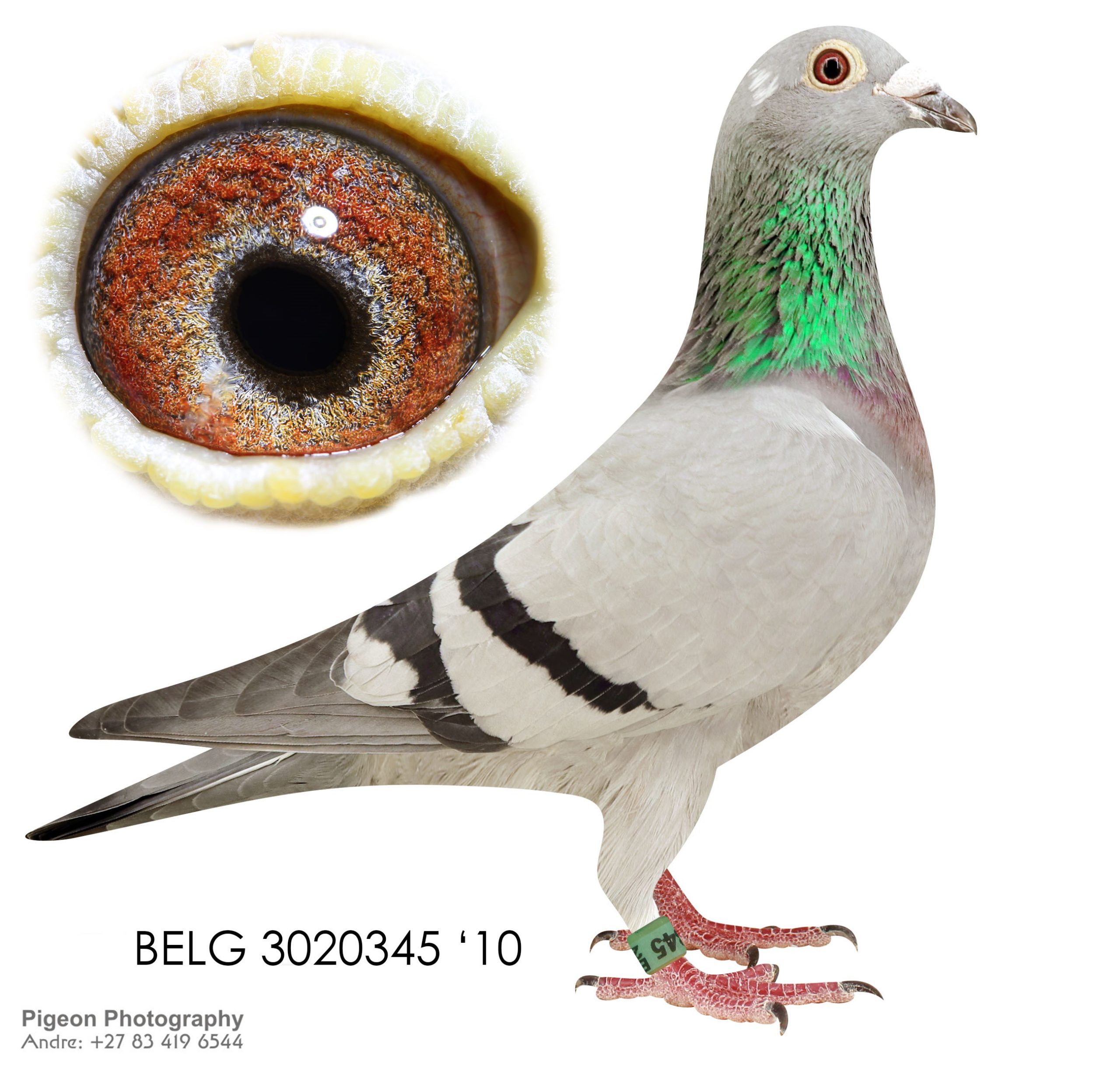 BELG 3020345 10 NARROW