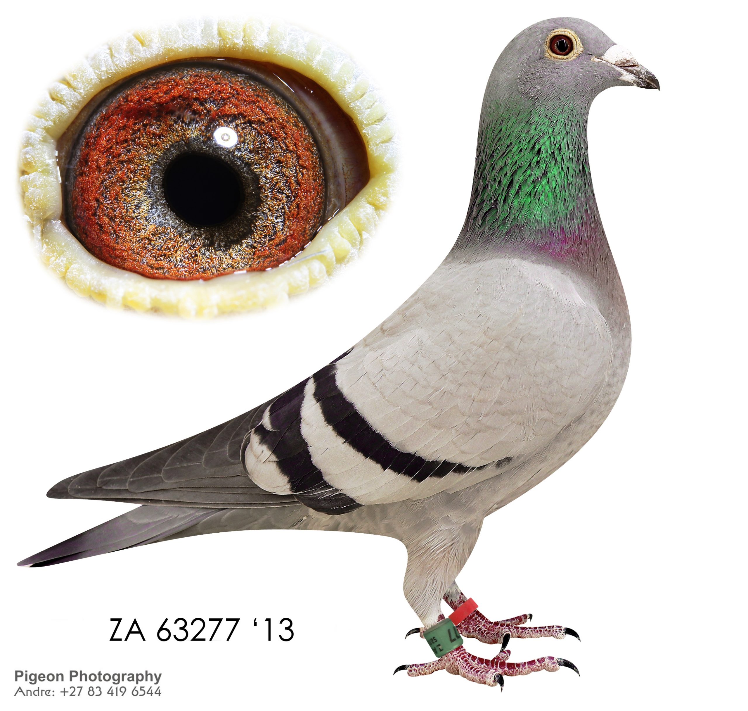 ZA 63277 13 NARROW