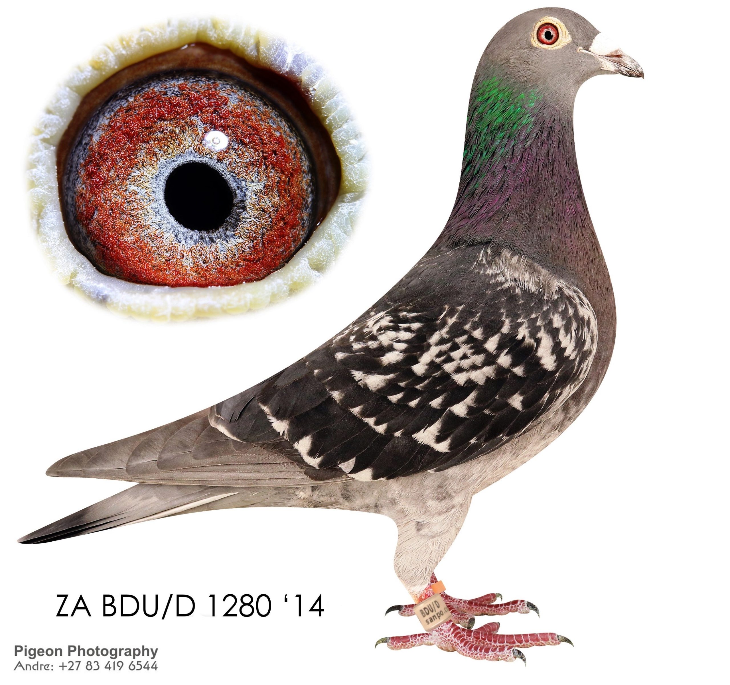 ZA BDU-D 1280 14 NARROW