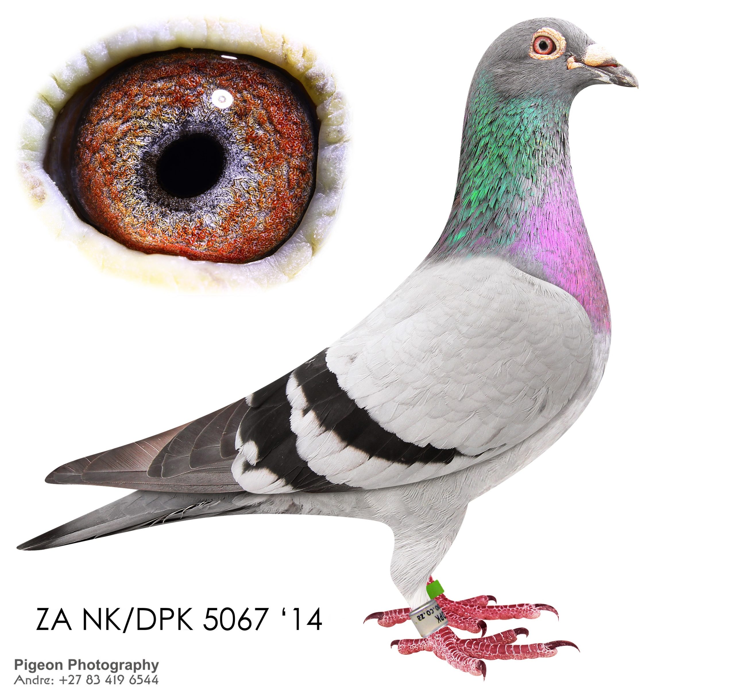 ZA NK-DPK 5067 14n