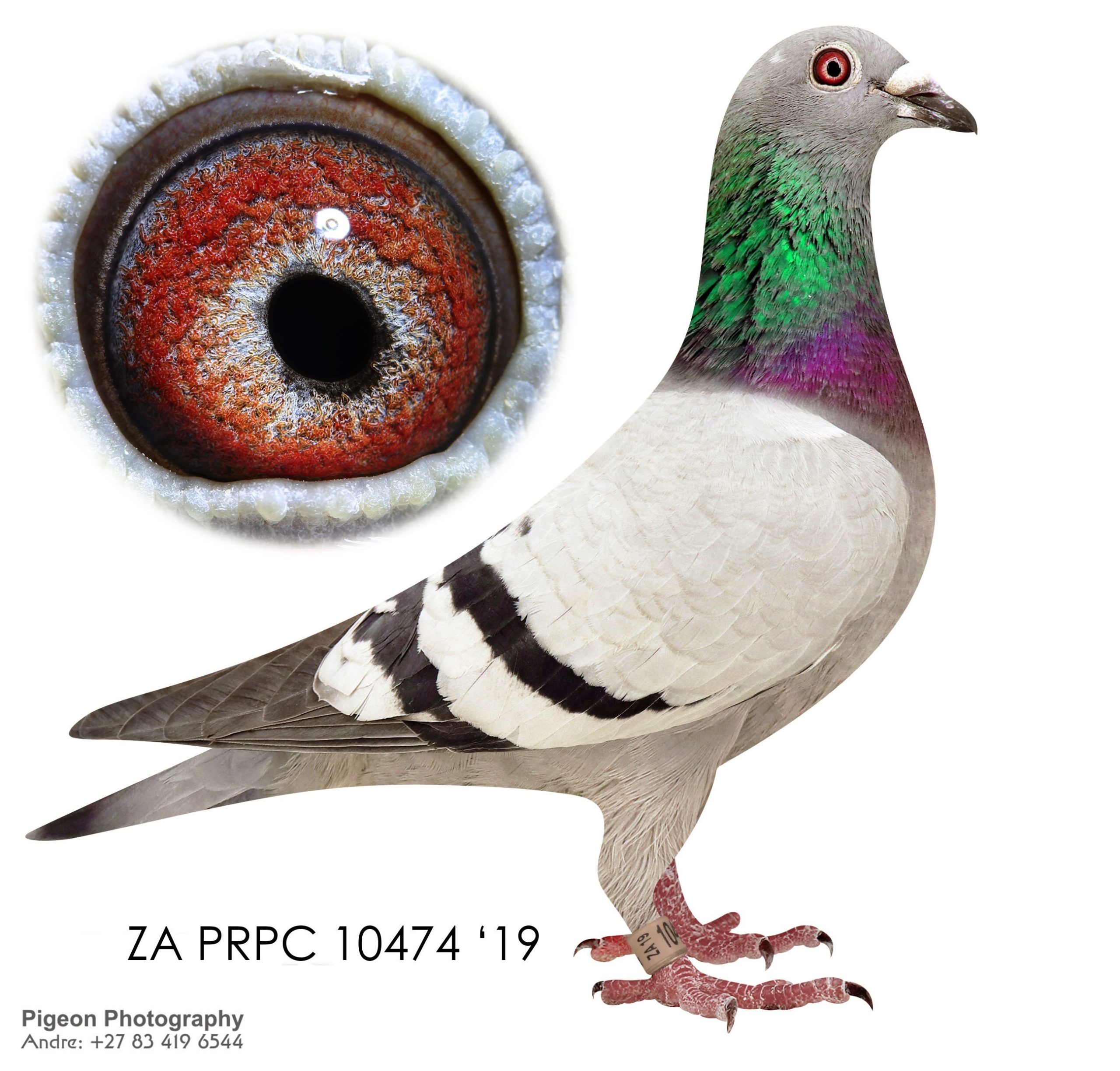 ZA PRPC 10474 19 NARROW