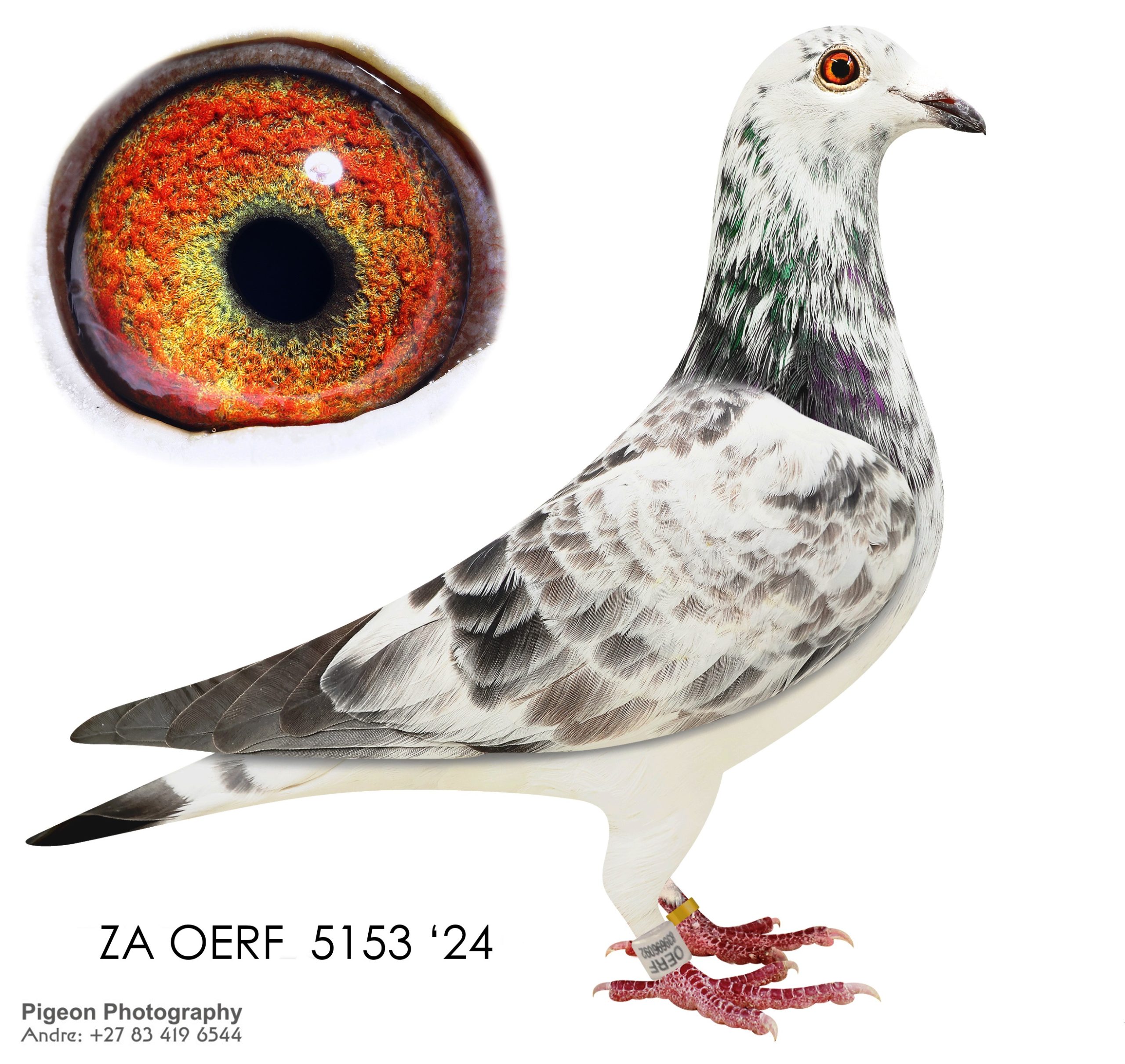 ZA OERF 5153 24n