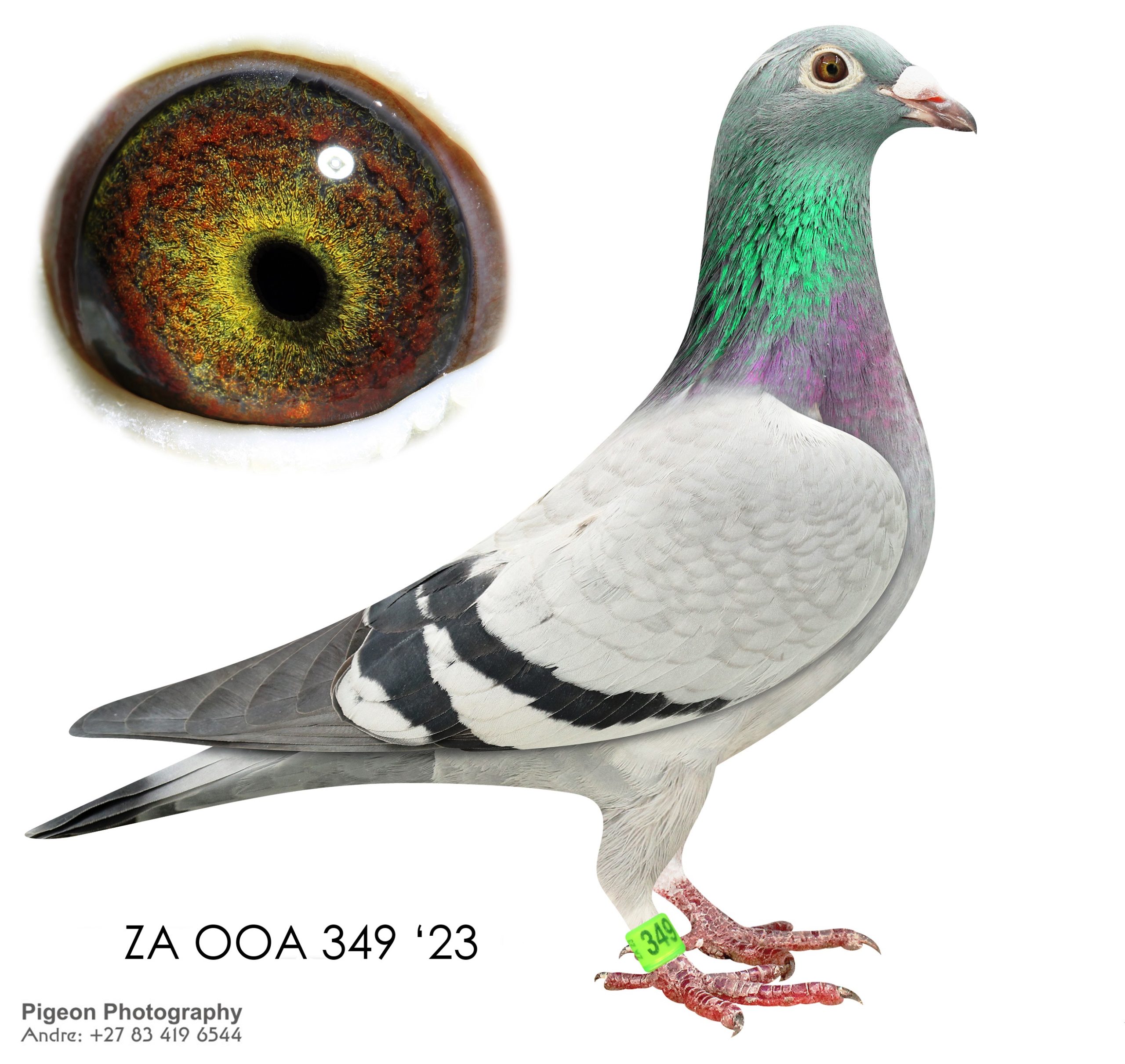 ZA OOA 349 23n