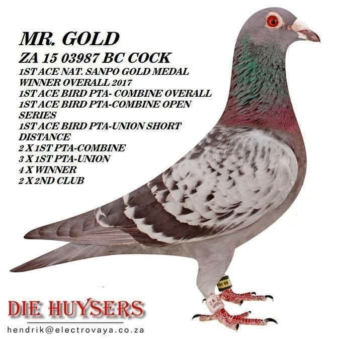 03987 Mr Gold1