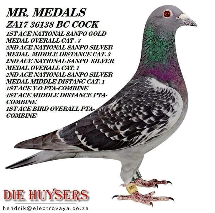 36138 Mr Medals1
