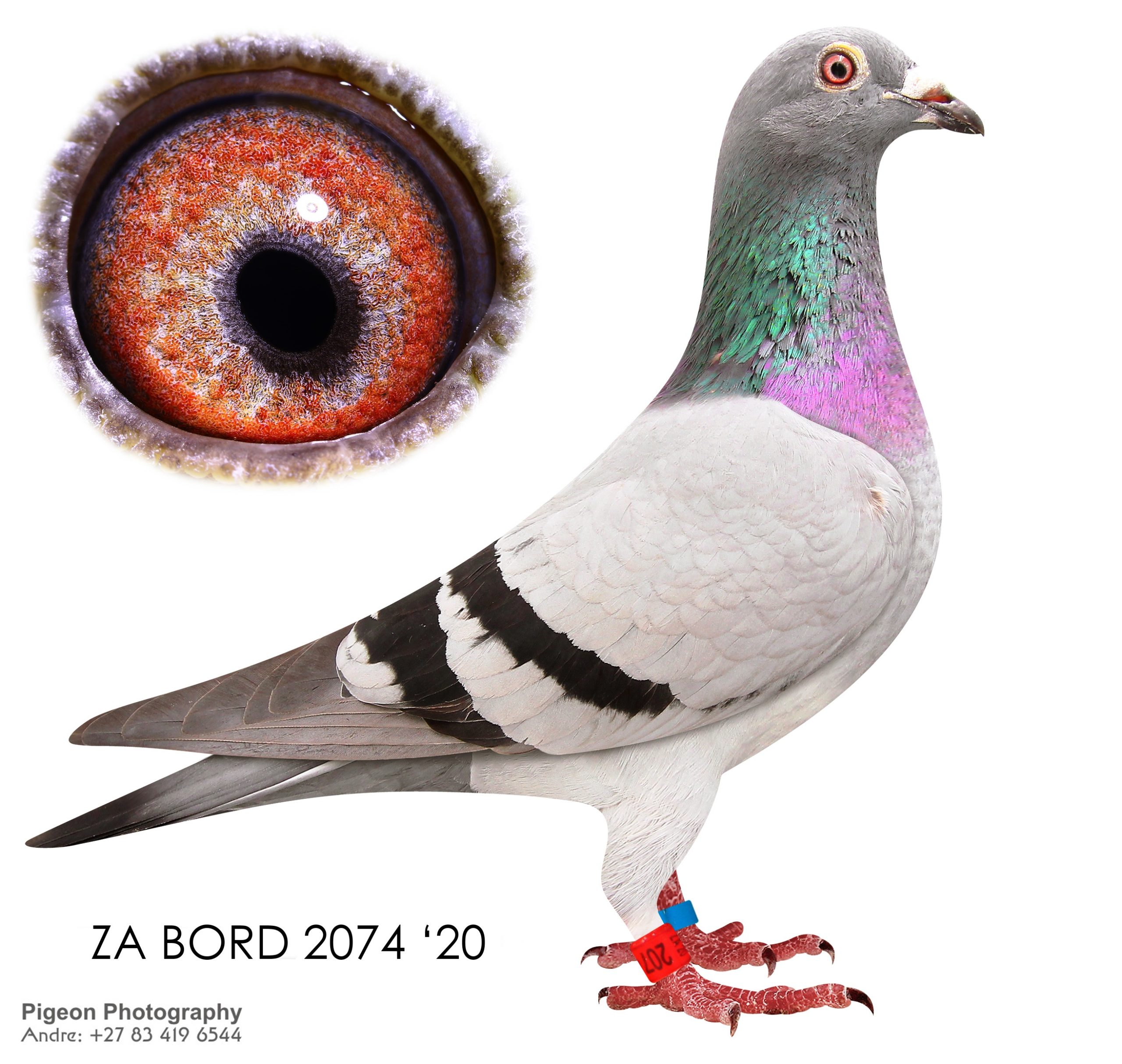 ZA BORD 2074 20