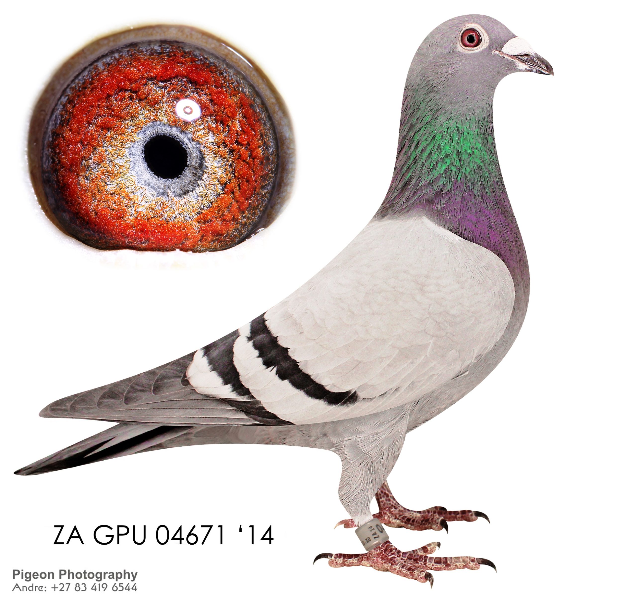 ZA GPU 04671 14 NARROW